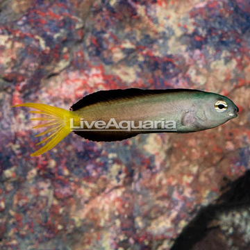 Harptail Blenny 