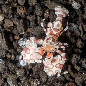 Harlequin Shrimp, Male