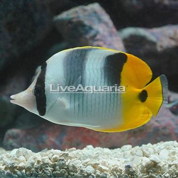 Saddleback Butterflyfish