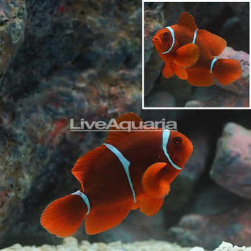 Maroon Clownfish