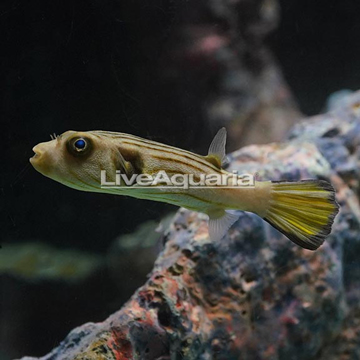 Narrow-Lined Puffer