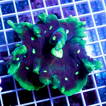 Pectinia Coral