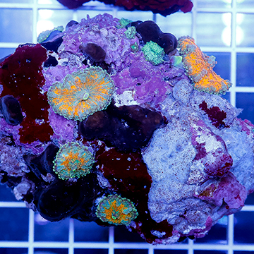 Ricordea Mushroom Rock