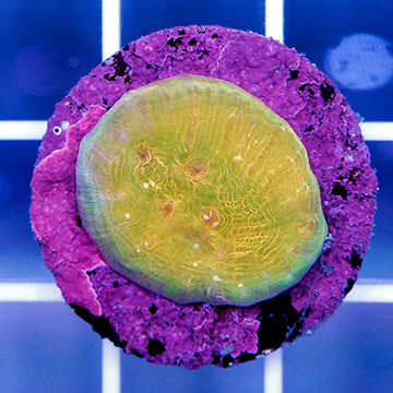 USA Cultured Chalice Coral