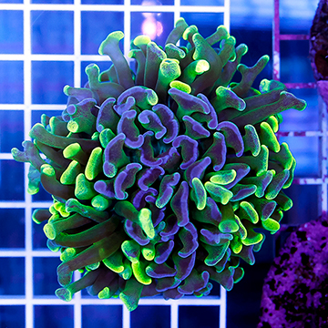 USA Cultured Branching Hammer Coral