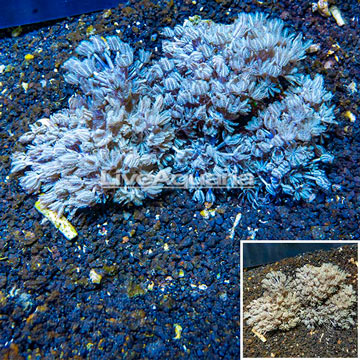 Xenia Coral Indonesia