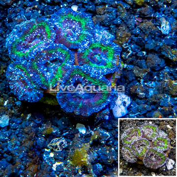 LiveAquaria® Cultured Acan Lord Coral