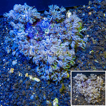 Xenia Coral Indonesia