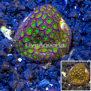 LiveAquaria® Cultured Leptastrea Coral