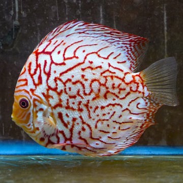 Red Spotted Discus