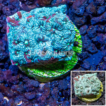 LiveAquaria® Cultured War Coral 