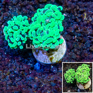 LiveAquaria® Cultured Hammer Coral