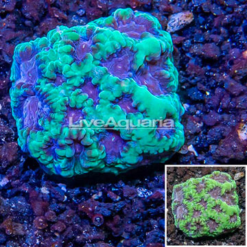 LiveAquaria® Cultured Favia Coral