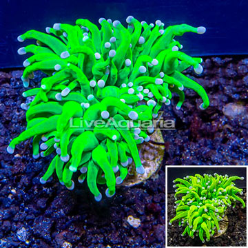 LiveAquaria® Cultured Torch Coral