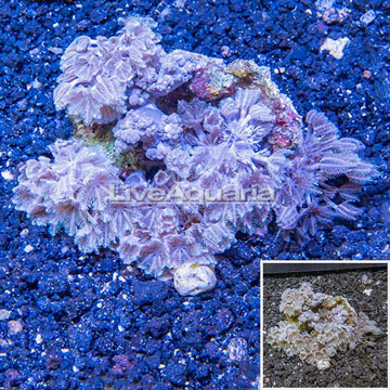 Xenia Coral Indonesia