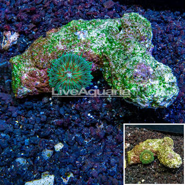 Short Tentacle Plate Coral Indonesia