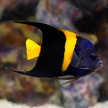 Asfur Angelfish