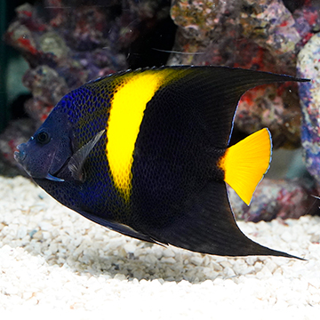 Asfur Angelfish (click for more detail)