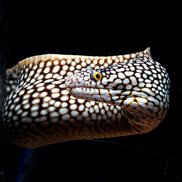 West African Dragon Moray Eel