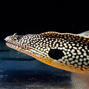 West African Dragon Moray Eel