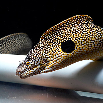West African Dragon Moray Eel