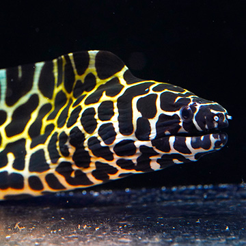 Tessalata Eel