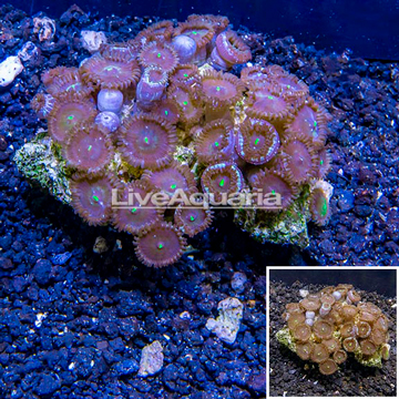 Zoanthus Coral Vietnam