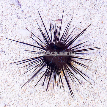 Black Longspine Urchin 