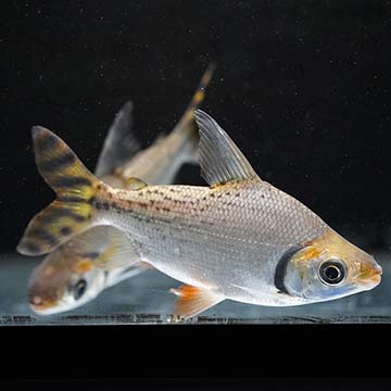 Redfin Prochilodus 