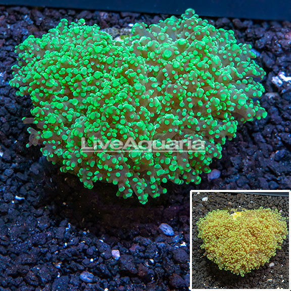 WYSIWYG Maricultured Corals