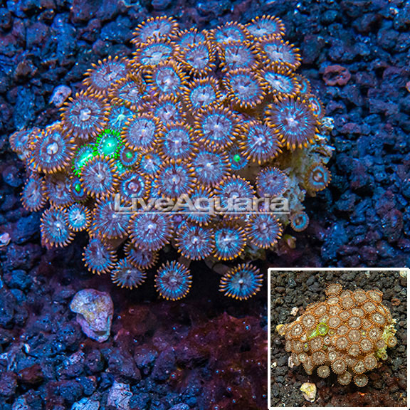 WYSIWYG PMS Corals