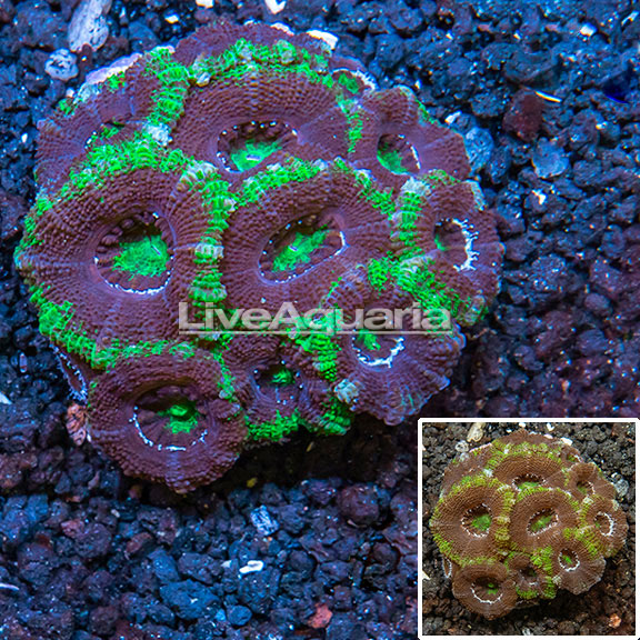 WYSIWYG LPS Corals