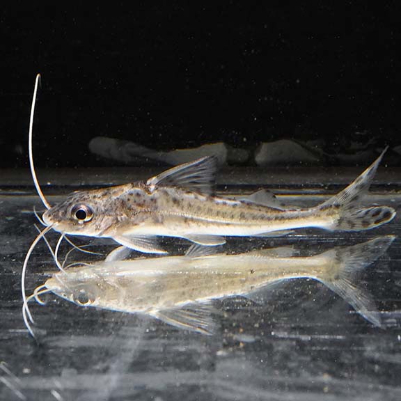 Spotted Pictus Catfish (click for more detail)