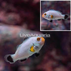 Platinum Percula Clownfish (click for more detail)