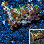 Zoanthus Coral Vietnam (click for more detail)