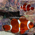 Maroon Clownfish (click for more detail)