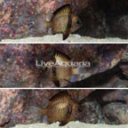 Cloudy Damselfish, Trio (click for more detail)