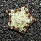 Pillow Sea Star (click for more detail)