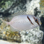 Blue-Lined Rabbitfish  (click for more detail)