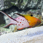 African Lyretail Hogfish [Blemish] (click for more detail)