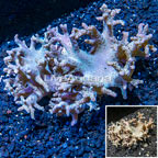 Sinularia Leather Coral Vietnam (click for more detail)