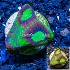 LiveAquaria® Cultured Goniastrea Brain Coral  (click for more detail)