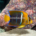 Passer Angelfish (click for more detail)