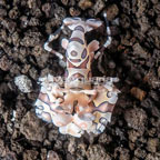  Harlequin Shrimp, Male (click for more detail)