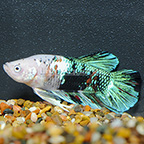 Giant Galaxy Plakat Betta, Male (click for more detail)