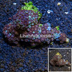 Zoanthus Coral Vietnam (click for more detail)