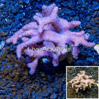 Sinularia Leather Coral Vietnam (click for more detail)