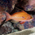 Lyretail Anthias, Male (click for more detail)