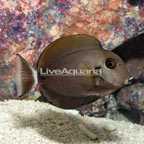 Epaulette Surgeonfish (click for more detail)