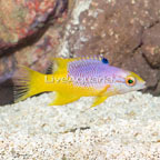 Spanish Hogfish (click for more detail)